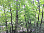 旧軽井沢　鹿島の森近く　五洋離山別荘地の画像：NO.B210103-b4